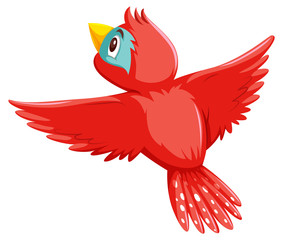 A pretty red bird