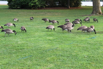 geese feeding