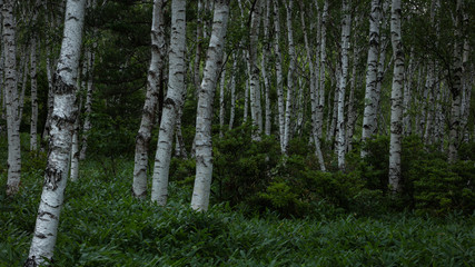 長野県 白樺群生地