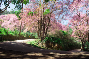 View of turning pin point on mountain road with sakura tree along the way and sun shining in early morning.