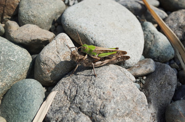 河原のバッタ