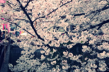 中目黒の桜