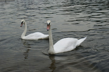 Obraz premium Swans