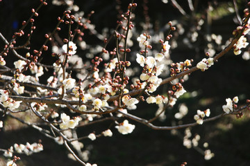梅