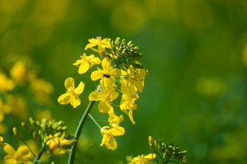Obraz premium Canola flowers
