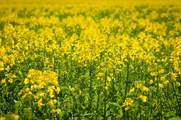 Canola flowers