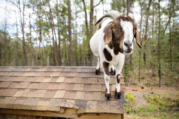 Obraz na płótnie Canvas Goat standing on roof