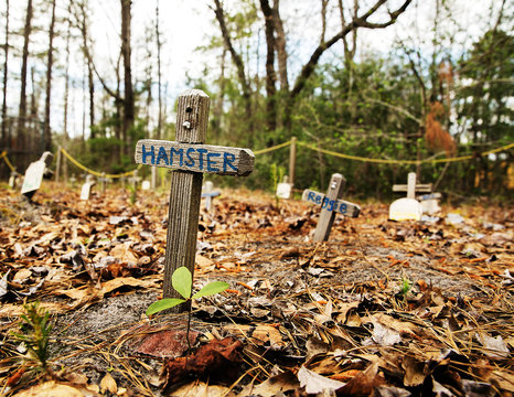 Pet Cemetery