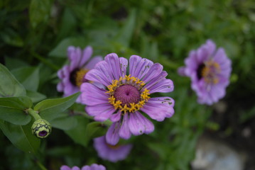 Purple Zinnia flowers in a garden