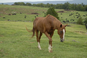 Naklejka na ściany i meble Brown horse on a farm (in Virginia)