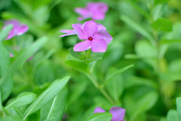 ping flower in the spring