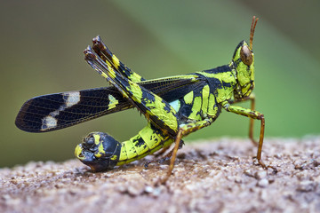 Close Up Of Green Grasshopper Nature Background