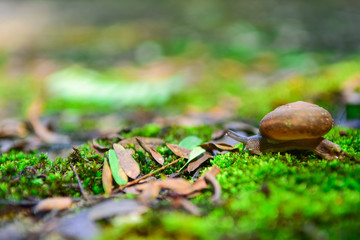 Snail in the garden on the green moss.Close Up view