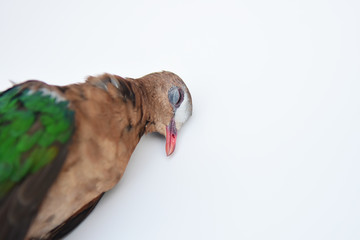 Dead bird on isolated white background.