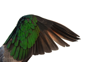 Wing Dead bird on isolated white background.