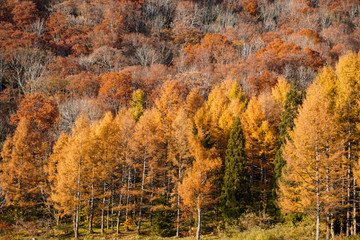 The autumn leaves and larch of the mountain.  山の紅葉とカラマツ　富山県富山有峰