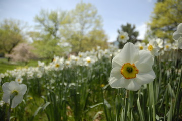 Close up of white and yellow daffodil flowers