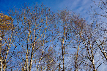 Autumn birch tree in Toyama, Japan.  秋の白樺　日本富山県富山市有峰