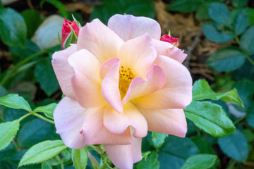 Roses growing in a test garden.