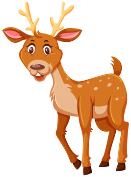A cute deer on white background