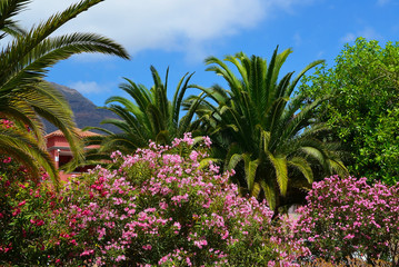 Exotic tropical flora in the park of Tenerife with blooming pink oleander bushes in the foreground.Canary Islands,Spain.Travel concept.