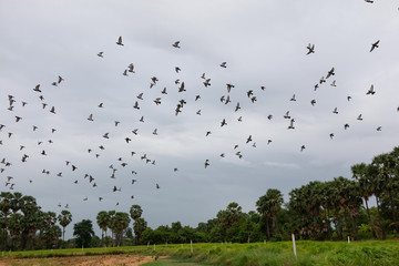 View of the Sugar palm tree in a paddy field and Birds are flying
