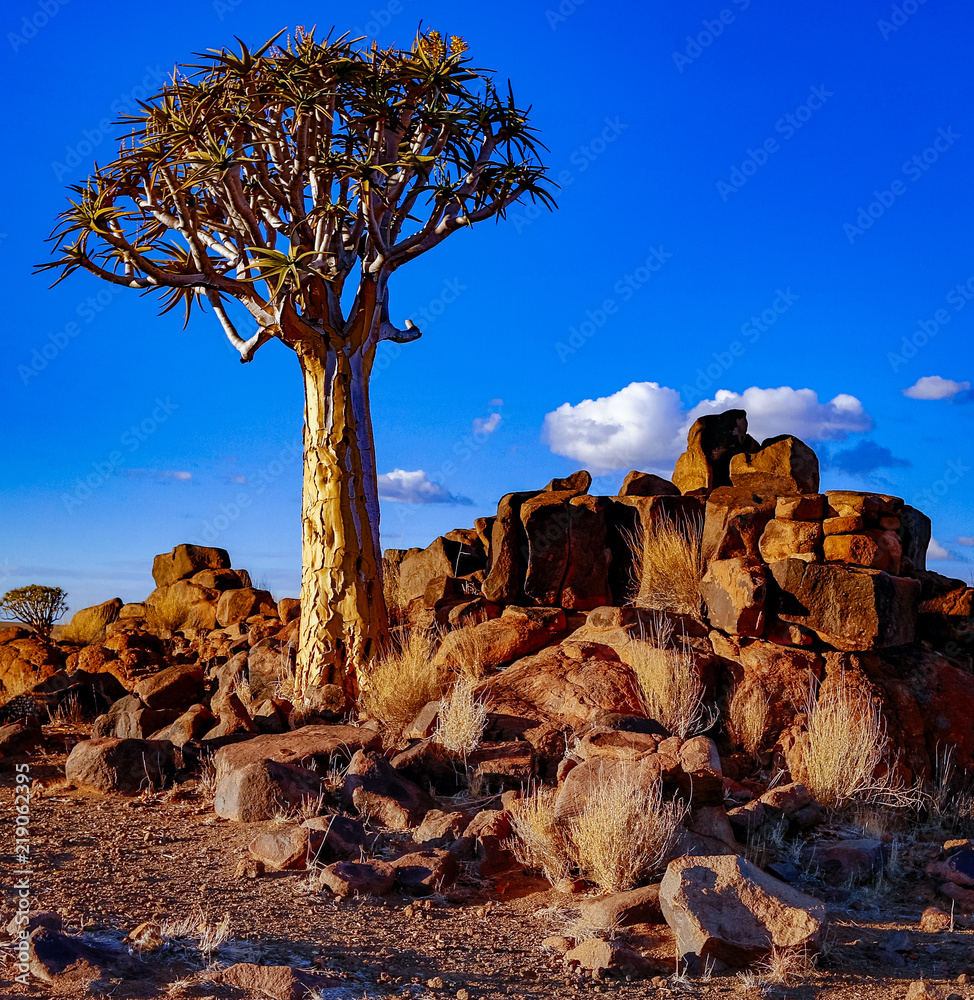 Canvas Prints quivertrees are unique to namibia