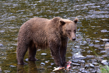 Brown bear, Russian River, Alaska