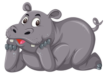 Cute hippo on white background
