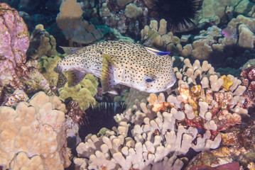 Porcupine fish and coral reef