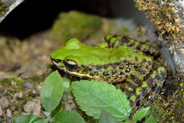 Swinhoe's frog (Odorrana swinhoana) (Boulenger, 1903).