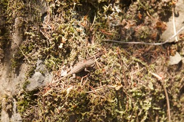 Austin Creek State Recreation Area is a state park unit of California, United States, encompassing an isolated wilderness area.