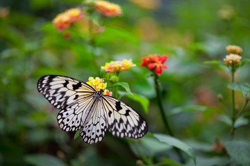 Fototapeta na wymiar White Tree Nymph butterfly on flower in butterfly garden