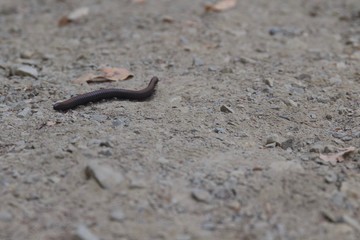 Black millipede, or Haraphe haydeniana, is abundant in Pacific Northwest forests. Austin Creek State Recreation Area is a state park unit of California, United States, encompassing an isolated wildern