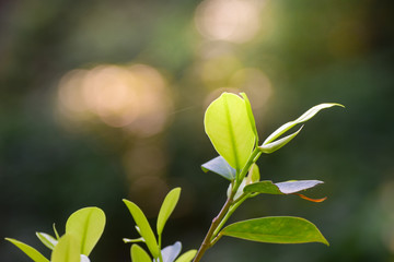 Obraz premium Green leaves of the banyan tree with nature background in garden at summer under sunlight, Close up view
