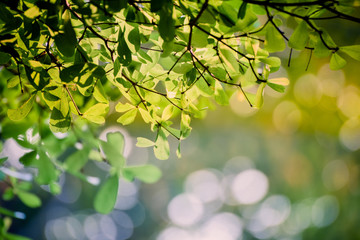 Green leaves in the nature with bokeh background.