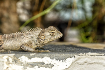 reptile