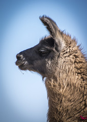 Fototapeta premium Llama