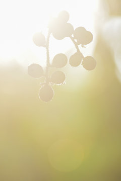 Rambeh or rambi on the branches sunrise background in the morning.