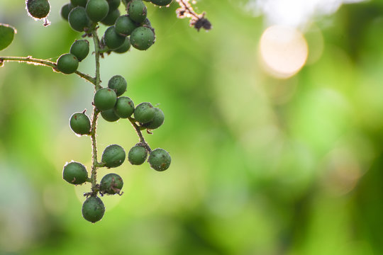 Rambeh or rambi on the branches sunrise background in the morning.