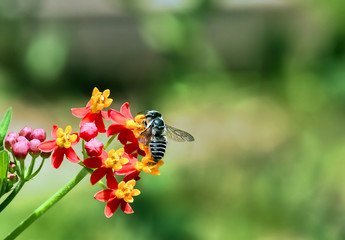 Bee Nectar