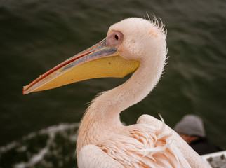 Profile of a Great White Pelican
