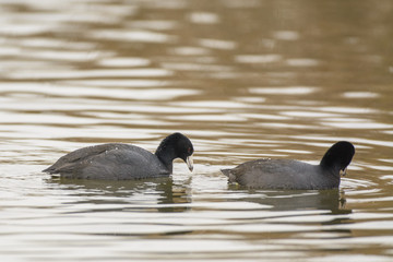 Ducks floating on water