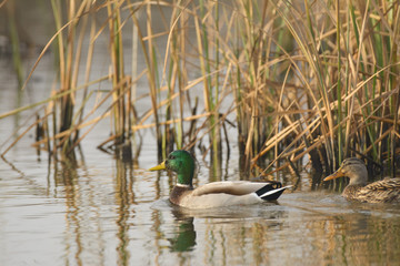 Ducks swimming in water among sedge