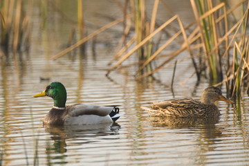 Ducks swimming in lake among sedge
