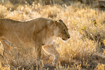 Female lion walks across dirt toad