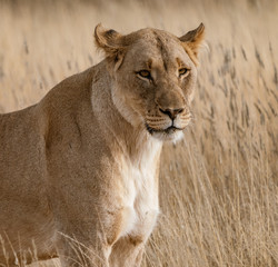 Female lion walks across dirt toad