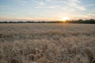 Fototapeta na wymiar Scenery view at wheat field on sunset