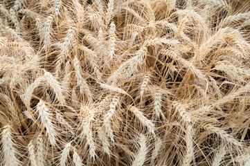 Golden wheat ears