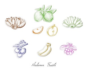 Autumn Fruits, Set of Hand Drawn Sketch of Assorted Fruits are Harvested in Autumn. Trendy Origami Deep Paper Art Carving Style. 